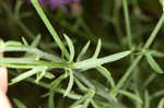 Spotted knapweed